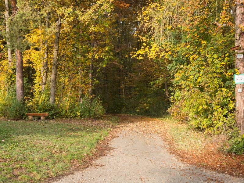 Ein herbstlicher Waldweg führt durch einen dichten Wald mit bunten Laubbäumen, neben dem eine Holzbank steht.