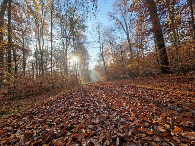 Ein herbstlicher Waldweg, bedeckt mit gefallenen Blättern, führt in die Ferne, während die Sonne durch die kahlen Bäume scheint.