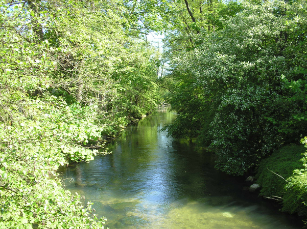 Ein klarer Fluss fließt friedlich durch eine grüne, von Bäumen gesäumte Landschaft.