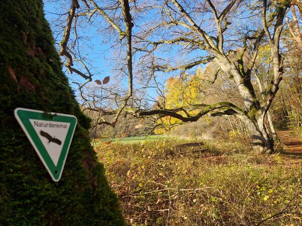 Ein mit Moos bewachsener Baum im Vordergrund trägt ein Schild mit der Aufschrift "Naturdenkmal", während im Hintergrund ein großer, verzweigter Baum vor einem sonnigen, herbstlichen Wald steht.