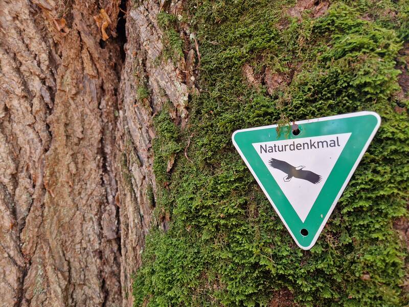 Ein dreieckiges Schild mit der Aufschrift "Naturdenkmal" und einem Adler-Symbol ist auf Moos an einem Baumstamm angebracht.
