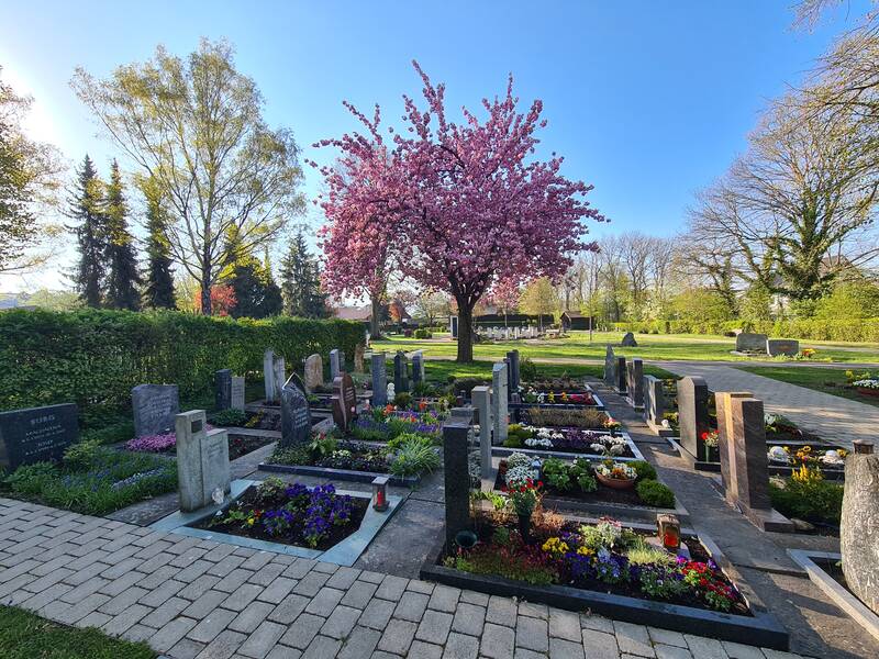Ein Friedhof mit aufwendig gestalteten Gräbern und einem blühenden Kirschbaum in der Mitte, umgeben von frischem Grün und klarem, blauem Himmel.